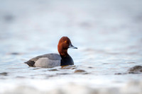 Common Pochard  / Kaczka głowienka.