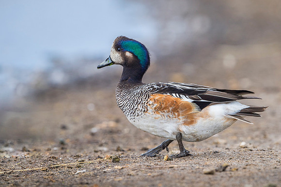 Chiloe Wigeon