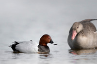 Common Pochard  / Kaczka głowienka.