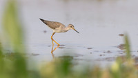 Solitary Sandpiper