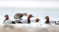 Common Pochard  / Kaczka głowienka.