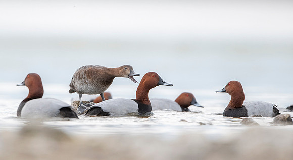 Common Pochard  / Kaczka głowienka.