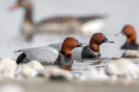 Common Pochard  / Kaczka głowienka.