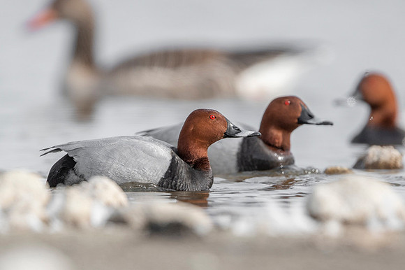 Common Pochard  / Kaczka głowienka.