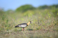 Buff-necked Ibis