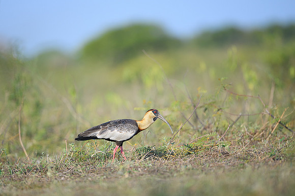 Buff-necked Ibis