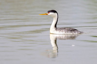 Western grebe
