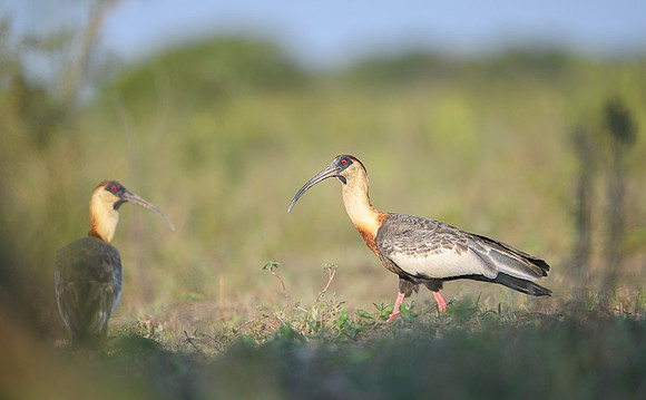 Buff-necked Ibis