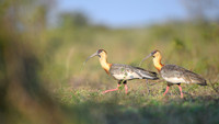 Buff-necked Ibis