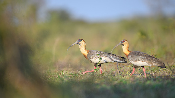 Buff-necked Ibis