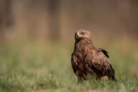 Lesser Spotted Eagle / Orlik krzykliwy