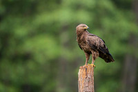 Lesser Spotted Eagle / Orlik krzykliwy