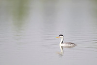 Western grebe