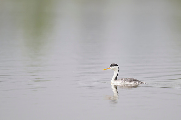 Western grebe
