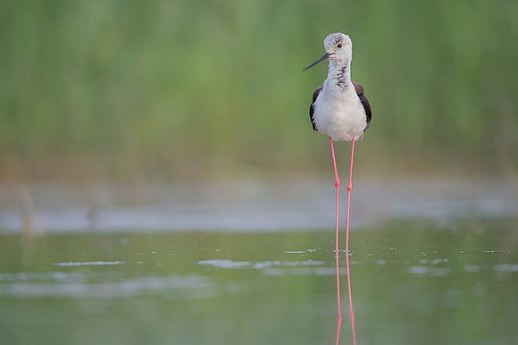 Black-​winged Stilt / Szczudłak