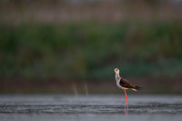 Black-​winged Stilt / Szczudłak