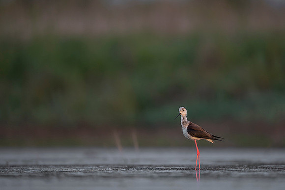 Black-​winged Stilt / Szczudłak