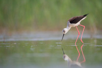 Black-​winged Stilt / Szczudłak