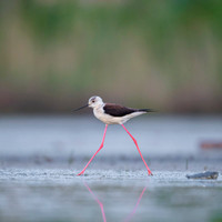 Black-​winged Stilt / Szczudłak