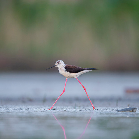 Black-​winged Stilt / Szczudłak