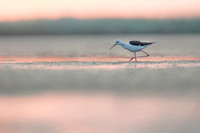 Black-​winged Stilt / Szczudłak