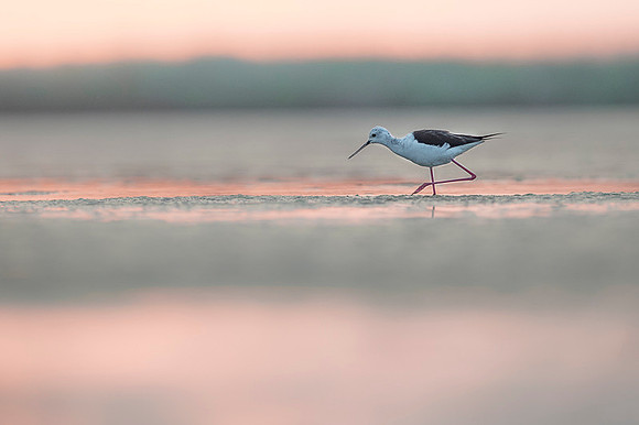 Black-​winged Stilt / Szczudłak
