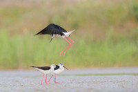 Black-​winged Stilt / Szczudłak