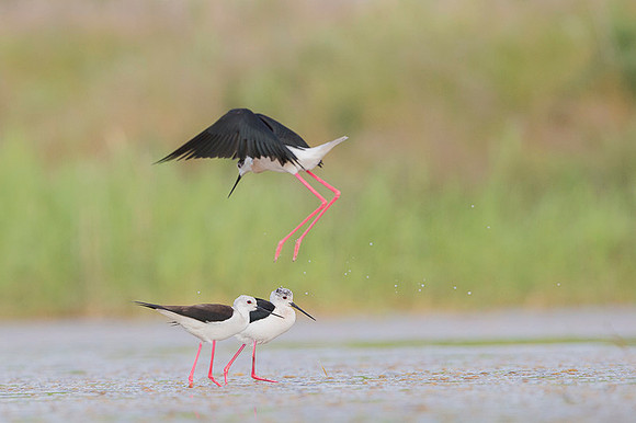 Black-​winged Stilt / Szczudłak
