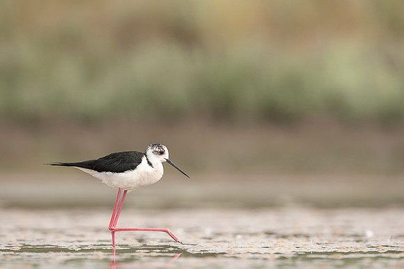 Black-​winged Stilt / Szczudłak