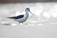 Black-​winged Stilt / Szczudłak