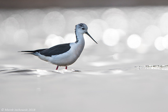 Black-​winged Stilt / Szczudłak