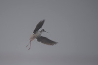 Black-​winged Stilt / Szczudłak
