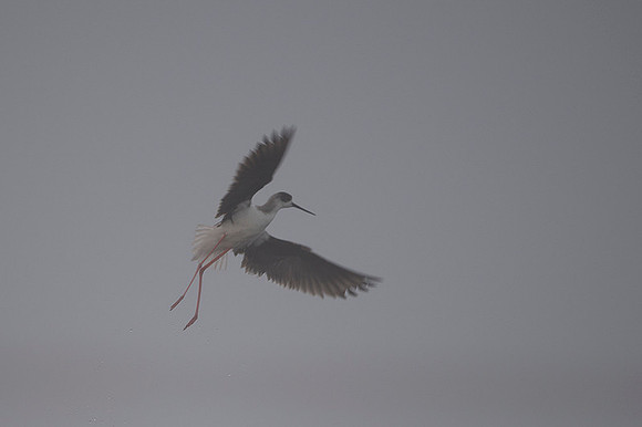 Black-​winged Stilt / Szczudłak