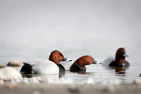 Common Pochard  / Kaczka głowienka.