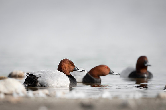 Common Pochard  / Kaczka głowienka.
