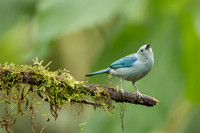 Blue-gray Tanager