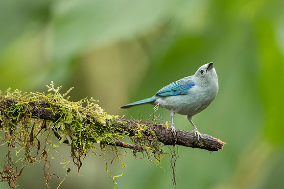 Blue-gray Tanager