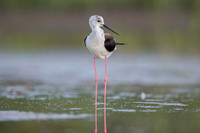 Black-​winged Stilt / Szczudłak