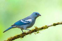 Blue-gray Tanager