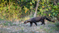 Tayra