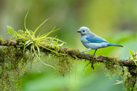 Blue-gray Tanager