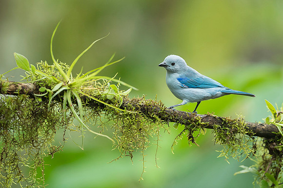 Blue-gray Tanager