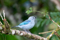 Blue-gray Tanager