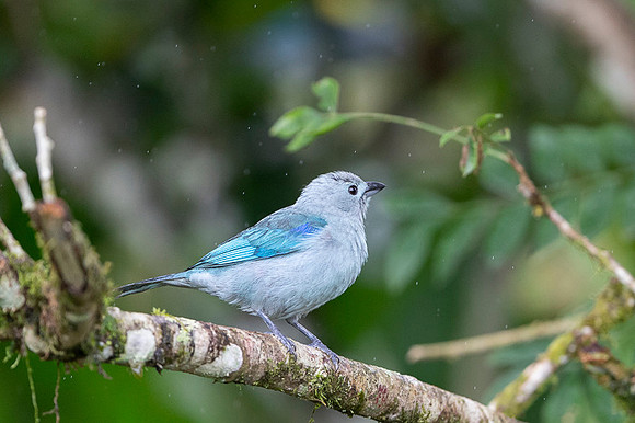 Blue-gray Tanager