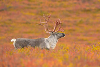 Caribou