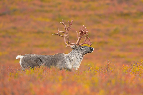 Caribou