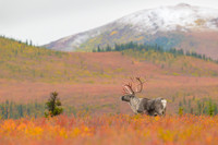 Caribou