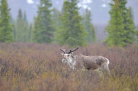 Caribou