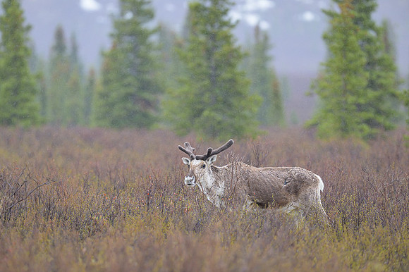 Caribou