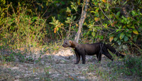 Tayra